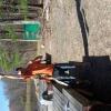 chorus fishing 033